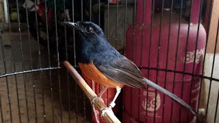 Masteran burung juara tembkan tajem bikin juri terpesona #masteranburung #masteran #muraibatu #fypp 