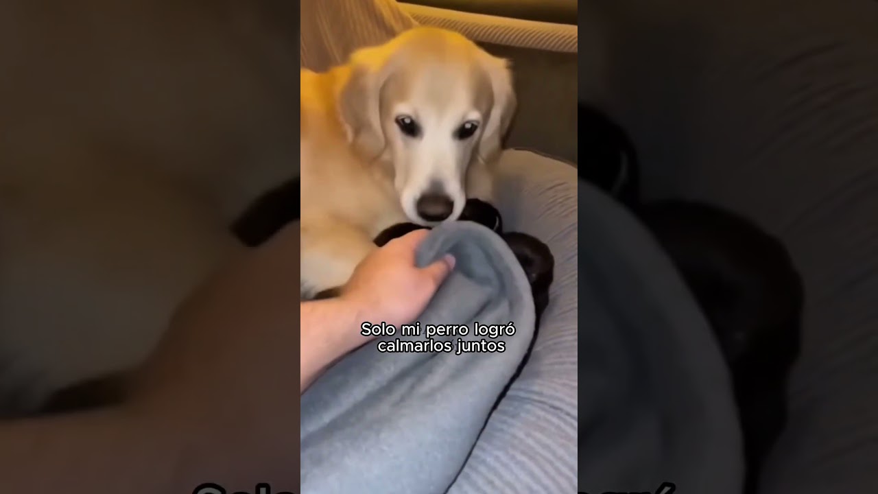 Mi Golden Retriever Me Trajo Tres Panteras Bebé