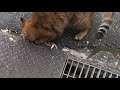 獲物を捕った娘猫が大声で父を呼ぶ