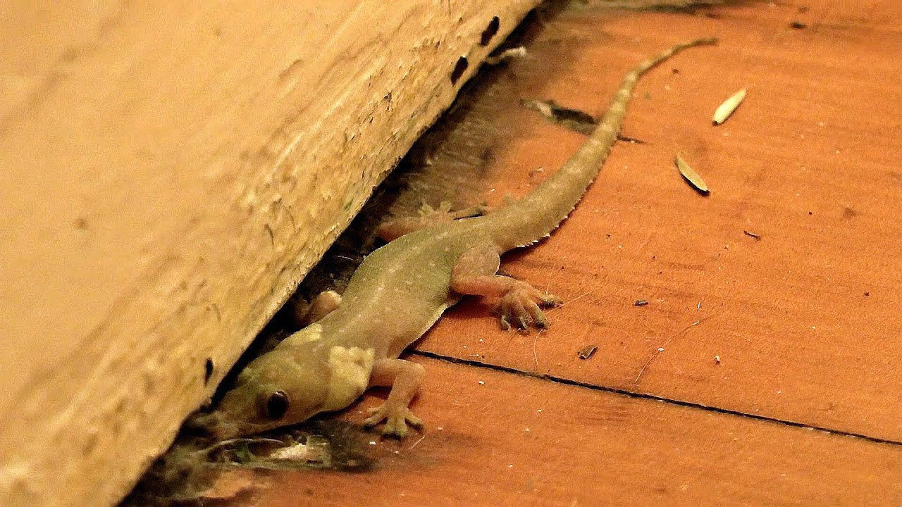 Fox gecko alongside timber skirting board in hallway - Hemidactylus garnotii