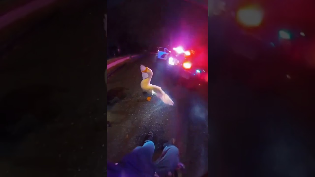 Duck saved from Pitbull by police officer