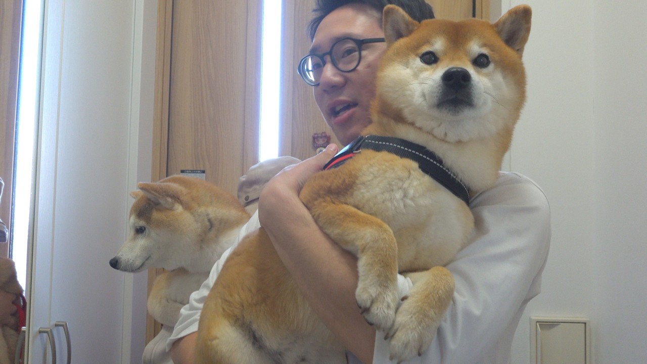 This is what the Shiba Inu looked like the moment his beloved