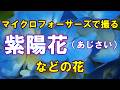 マイクロフォーサーズで撮るアジサイなどの花