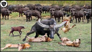 Buffalo Alone Bravely Fights To Destroy Lions Too Brutal || Wild Animal Attack 2023