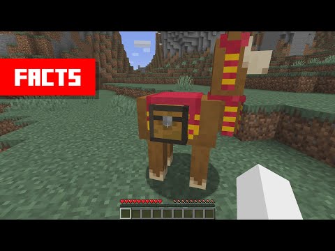 Video: Hvordan lama minecraft?