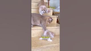 The fierce father cat immediately shrinks when faced with his wife