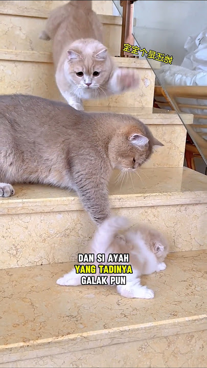 The fierce father cat immediately shrinks when faced with his wife