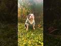 🙈 #собака #dog #суперсобака #bulldog #прикол #смешновидео #французскийбульдог #милота #puppy #short