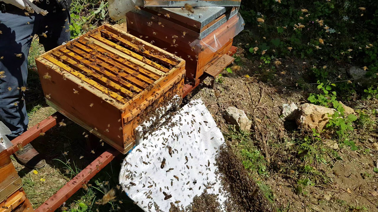 Oğul ateşini alma-oğul önleme #ismailakyüz#