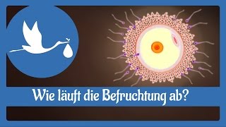 Schwangerschaft: Wie läuft die Befruchtung ab?