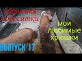 Мои любимые хрюшки !!!