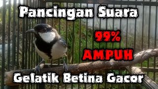 Gelatik batu betina birahi memanggil jantan