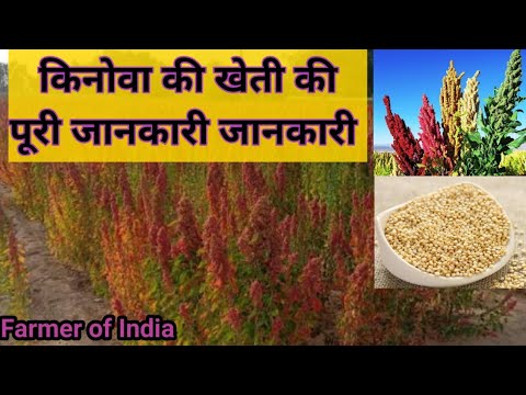 किनोवा की खेती कैसे करें - How to Grow Quinoa || Chenopodium Quinoa