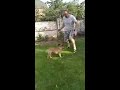 Французский бульдог Ден никогда не устает играть. French Bulldog