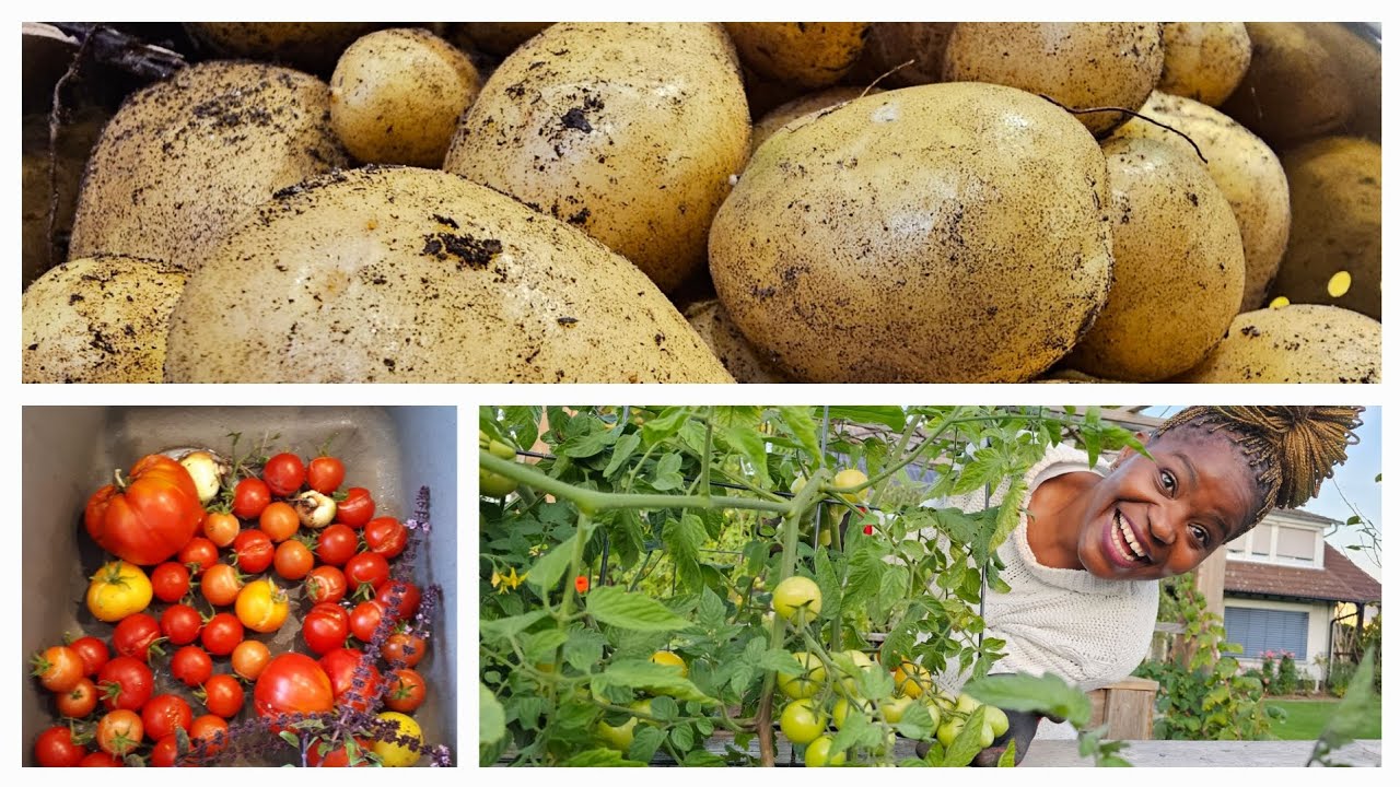 Unbelievable Own Garden Harvest. This Is What I Harvested Today. END OF SUMMER 2023😍😋😘❤️