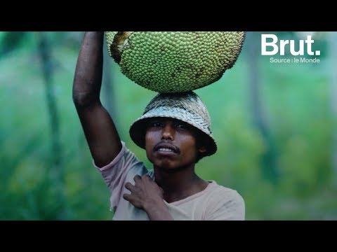 Le fruit du jacquier