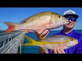 Caught EXPEN$IVE Fish on Side of Road!Catch Clean Cook (Florida Keys Bridge Fishing)