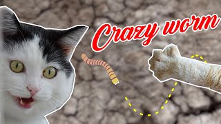 Crazy Worm for Cats by CatPet 10,142 views 3 years ago 2 hours, 59 minutes