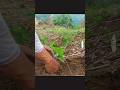 Lagu penyemangat #bertani #petani #berkebun