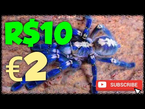 Quanto custa uma Aranha? Quanto custa uma tarantula - spiderworld.eu - Como comprar tarantula