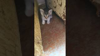 2 Satır Kedi Aryorm🤣 Resimi