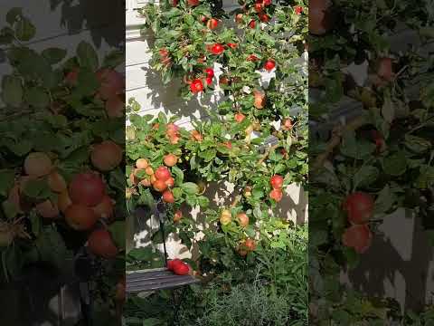 ต้นแอปเปิ้ล #fruit #garden #stavanger #norway