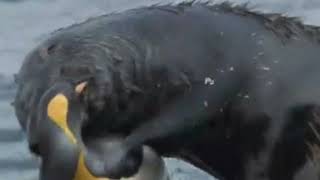 Fokların Penguen Avı - Belgesel İzle