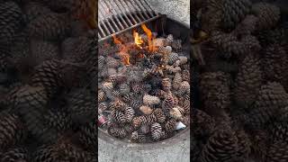 Pine cone fire