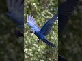 🇺🇸 “Silent waters. blue parrot Blue wings shining wild forests of America.” american parrot