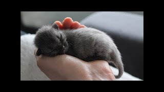 Ils pensaient avoir sauvé un joli chaton gris, mais puis sa couleur a complètement changé