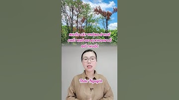 Nhiều cây thông ở Huế chết khô do bị khoan lỗ