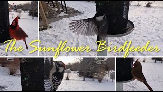 Cardinals, chickadees, and a woodpecker at a sunflower birdfeeder - birdfeeder camera by Brian 360 155 views 3 months ago 15 minutes