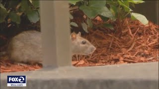 'Rat Man' warns storms and flooding can lead to vermin seeking shelter in your home