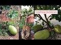 Jackfruit Grafting Technique by Attaching Rootstock