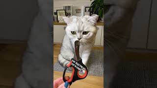 Как подстригать когти кошке #shorts #кот