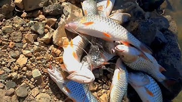 Câu lure | thiên đường cá ngựa nam - giật không kịp luôn