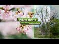 吉香神社 錦帯橋から岩国城までを結ぶパワースポット！ 山口県 岩国市 Moopon