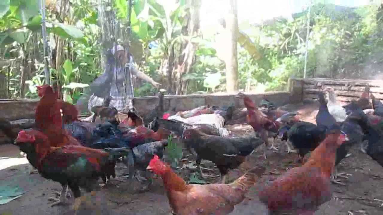  Peternakan Ayam Kampung Unggul secara UMBARAN YouTube