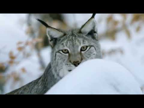 Арктика Сибирь  Тундра  особенности выживания животных Arctic Tundra Greenland , animal survival