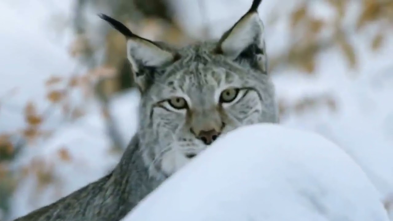 Арктика Сибирь Тундра особенности выживания животных Arctic Tundra Greenland , animal survival