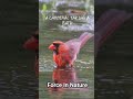 Cardinal takes a bath - Captured with a Galaxy s23 ultra #sumsung #nature #birdwatching birdw