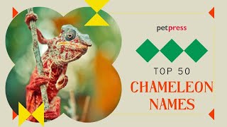 Top List 20+ Names For Female Chameleons 2022: Things To Know