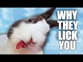 Why do rabbits lick you