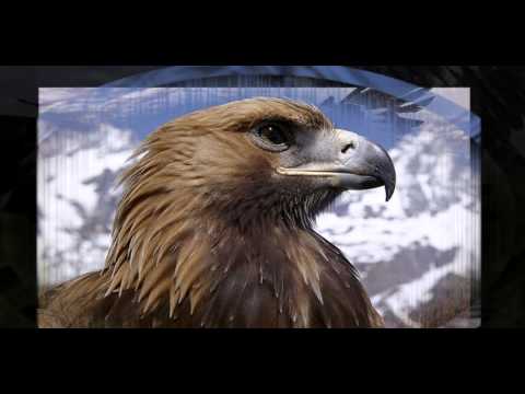 დათო  შუშანაშვილი . . . ფრთები.