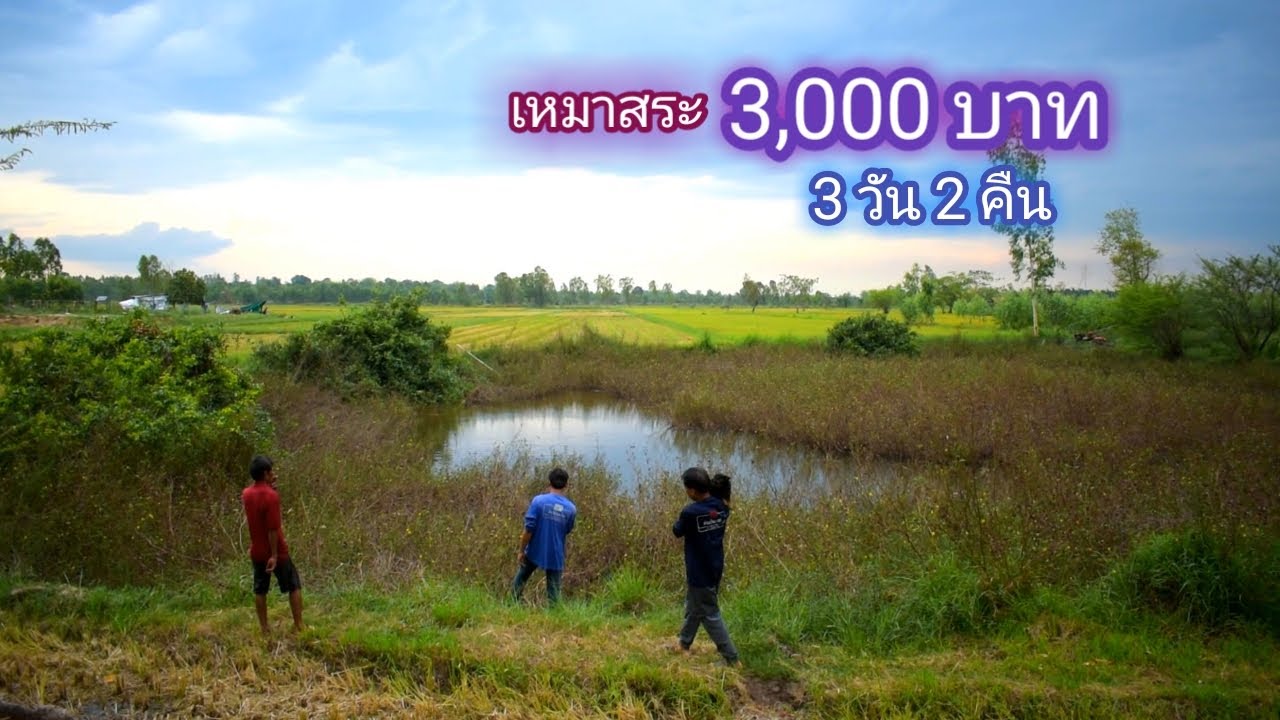 เหมาสระ 3,000 บาท ลุยจับปลากลางพายุ 3 วัน 2 คืน สระนี้ไม่ธรรมดา (วันที่ 1) / บ้านนอก EP.469