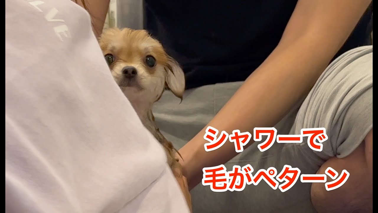 ペット用ドライルームが気になる（nello もしくは Drybo Plus