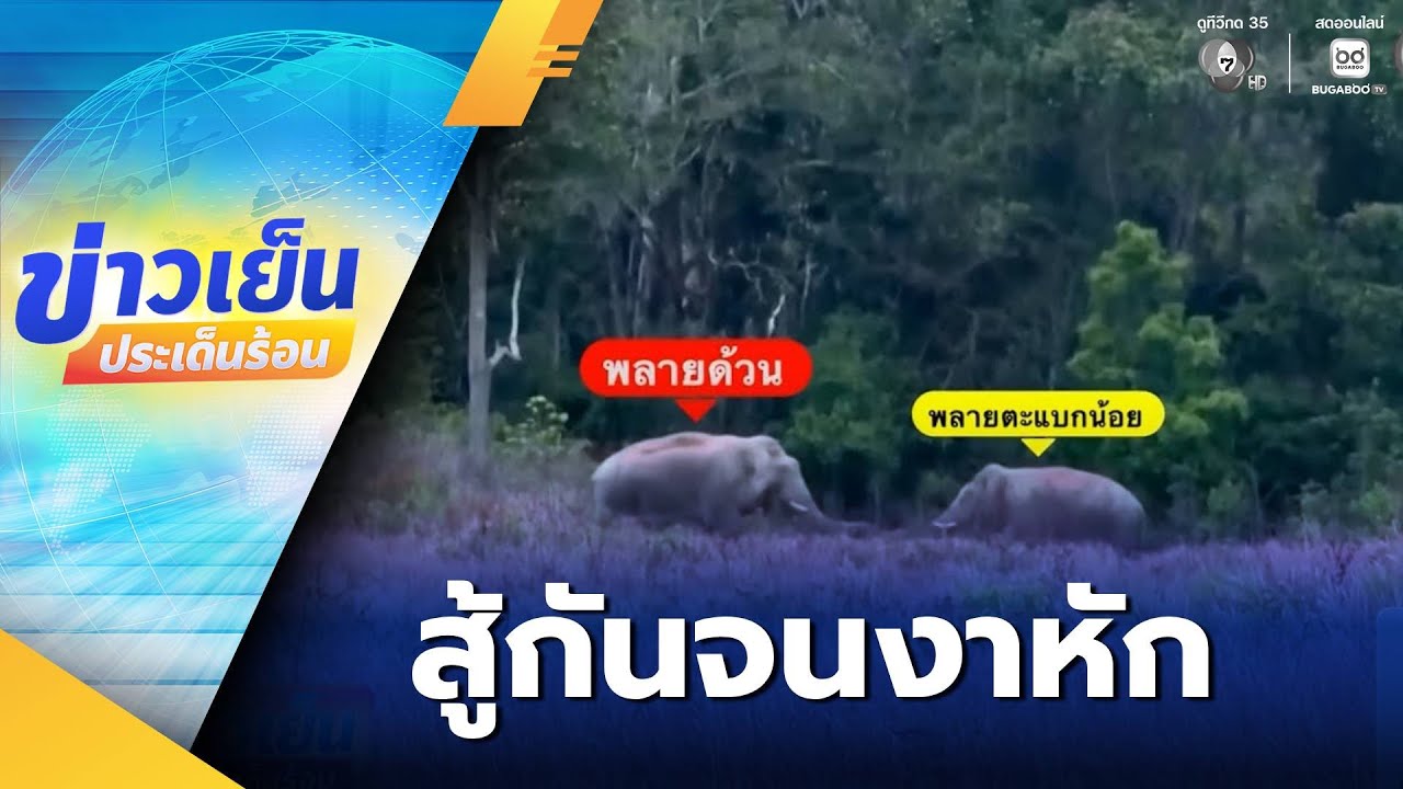 ศึกช้างชนช้าง กลางป่าเขาใหญ่ ต่อสู้กันจนงาหัก | ข่าวเย็นประเด็นร้อน