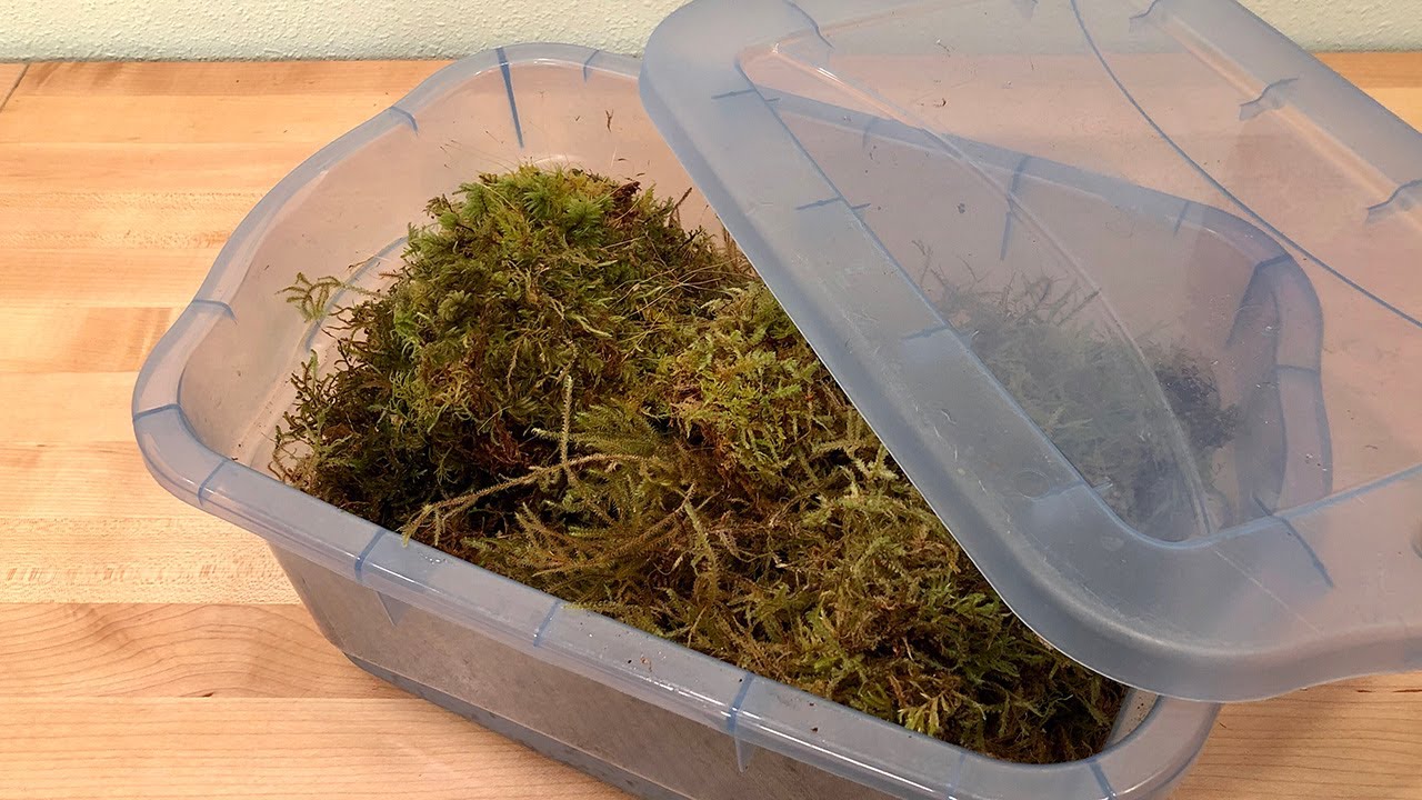 How to Store Your Leftover Sphagnum Moss