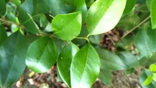 中国大自然纯绿色植物叶