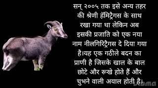 नीलगिरि तहर की जानकारी | facts and information about Nilgiritragus hylocrius